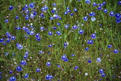 Utricularia graminifolia